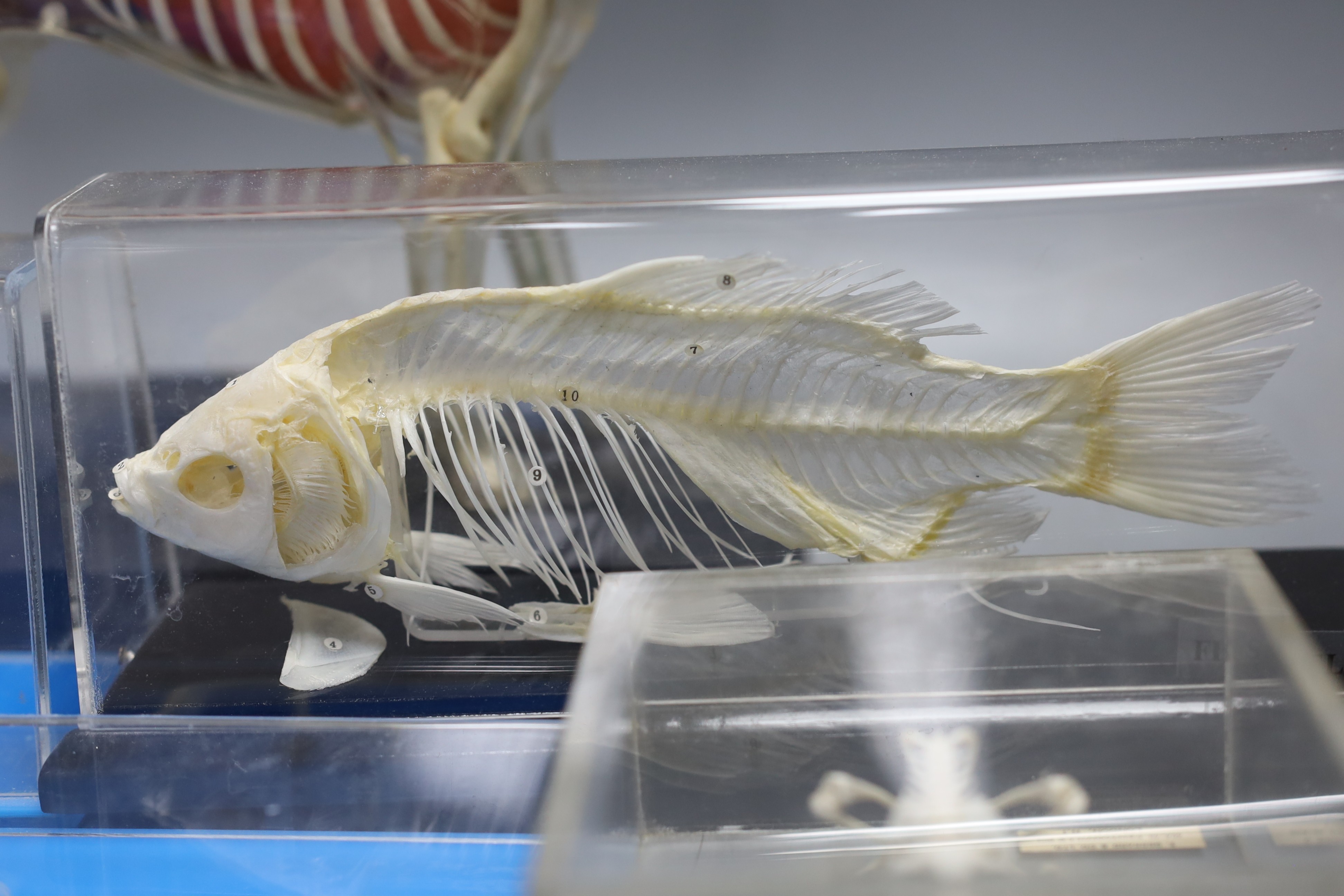 Animal anatomy - four skeleton specimens of a rat, fish, snake and frog in Perspex cases, the large is 30 cm long and a plastic model of a boxer dog skeleton and internal organs, 26.5 cm long